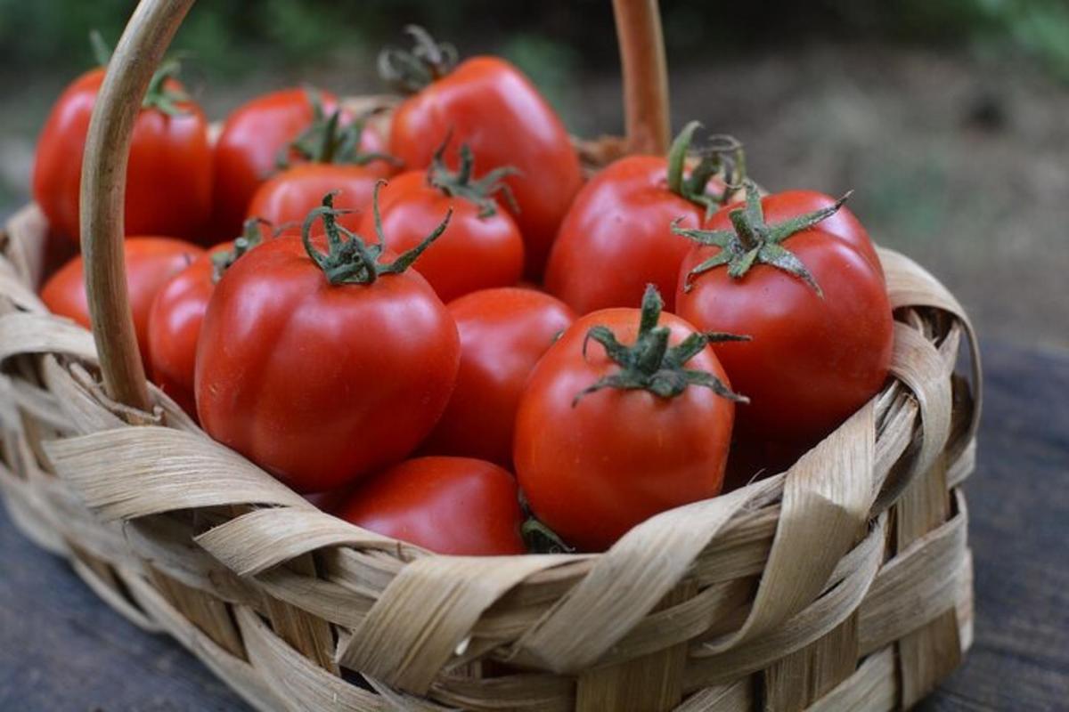 sebakul tomato duduk di atas meja
