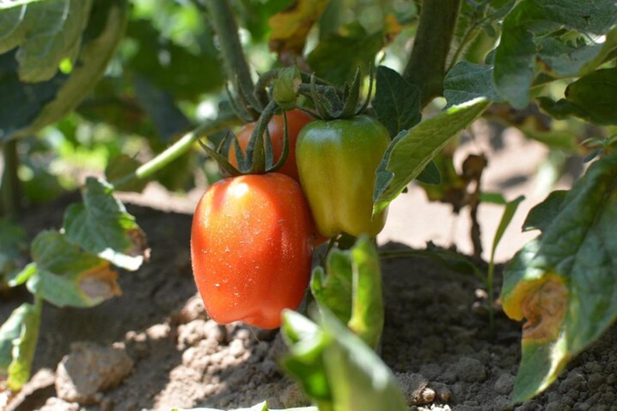 مجموعة من الطماطم تنمو على نبات