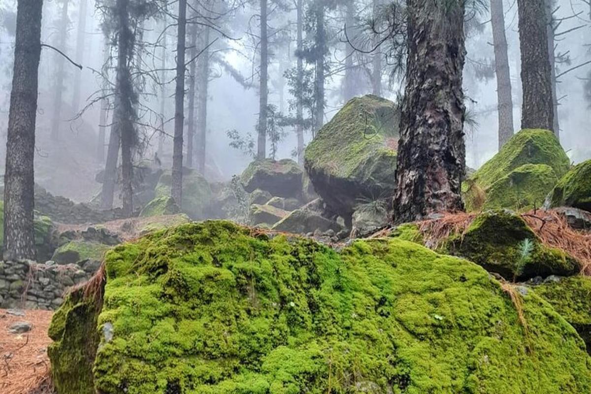 a foggy forest with moss covered rocks and trees
