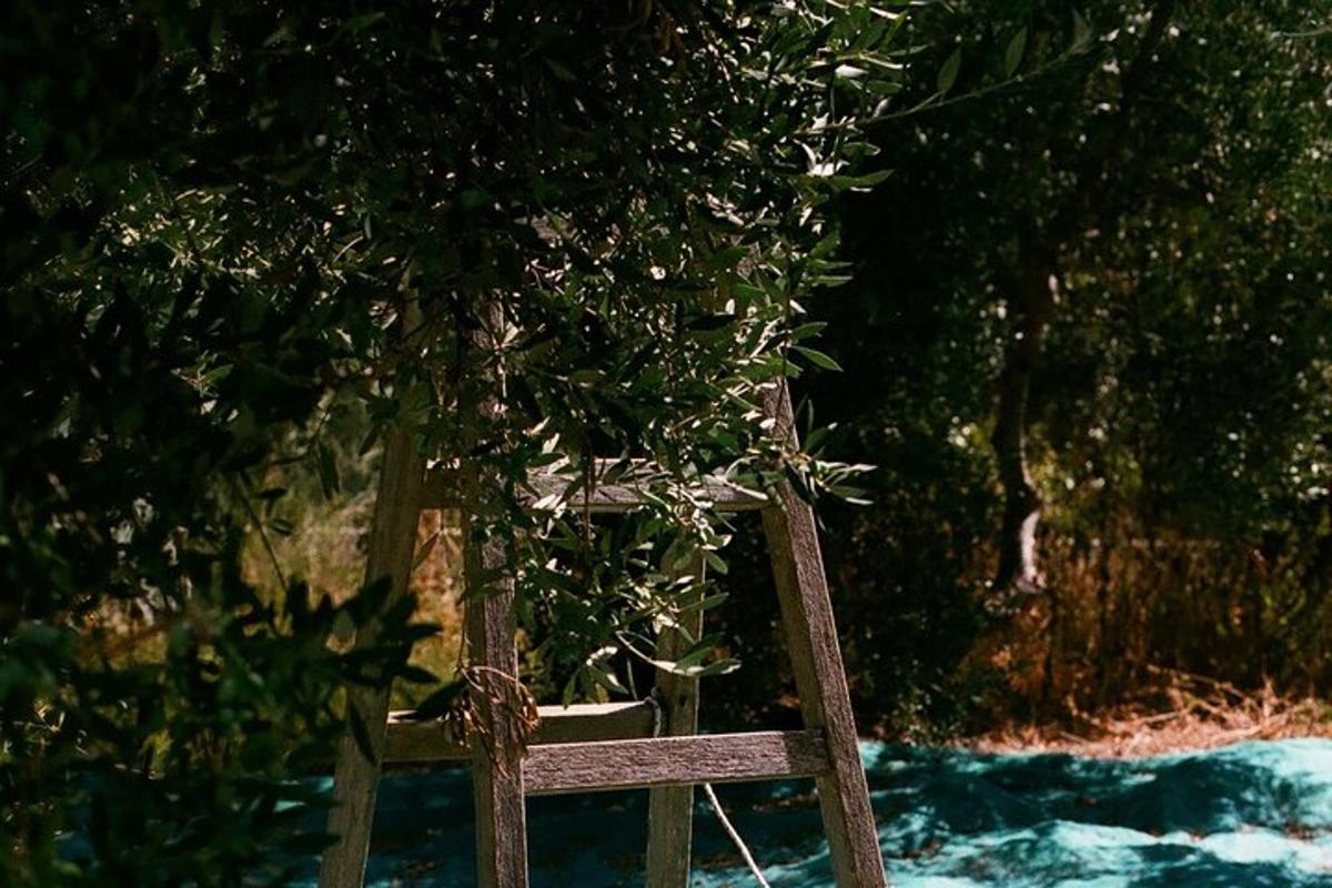una sedia di legno seduta davanti a un albero