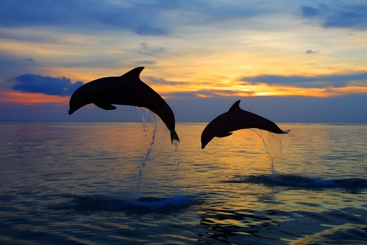 Dos delfines saltando fuera del agua en el océano