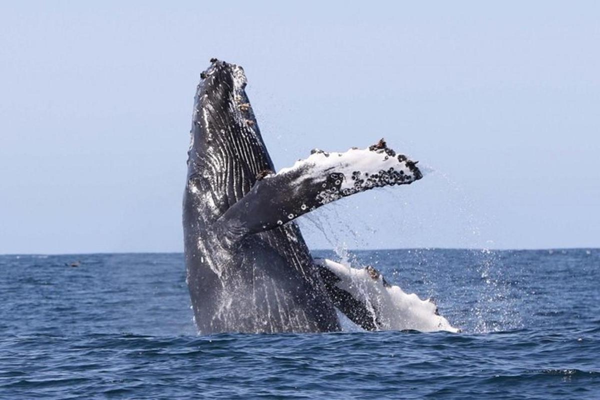 una balena geperuda saltant fora de l'aigua