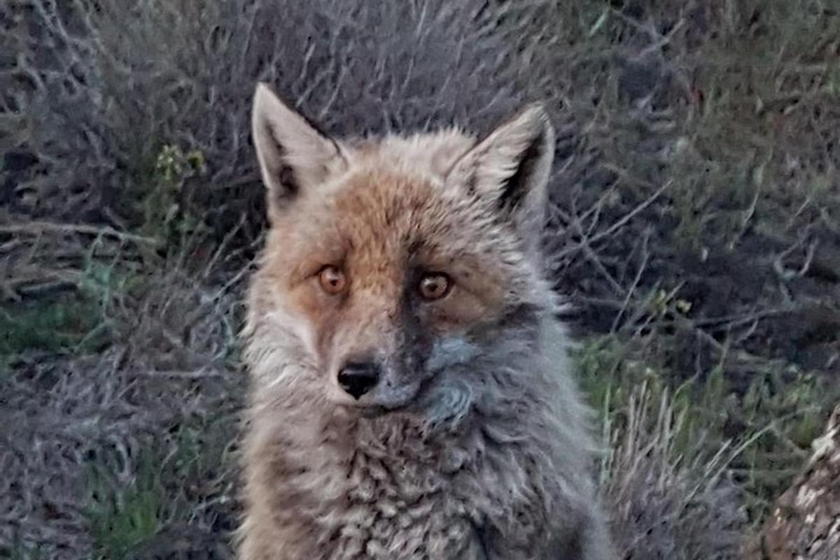 un lupo è in piedi nell'erba
