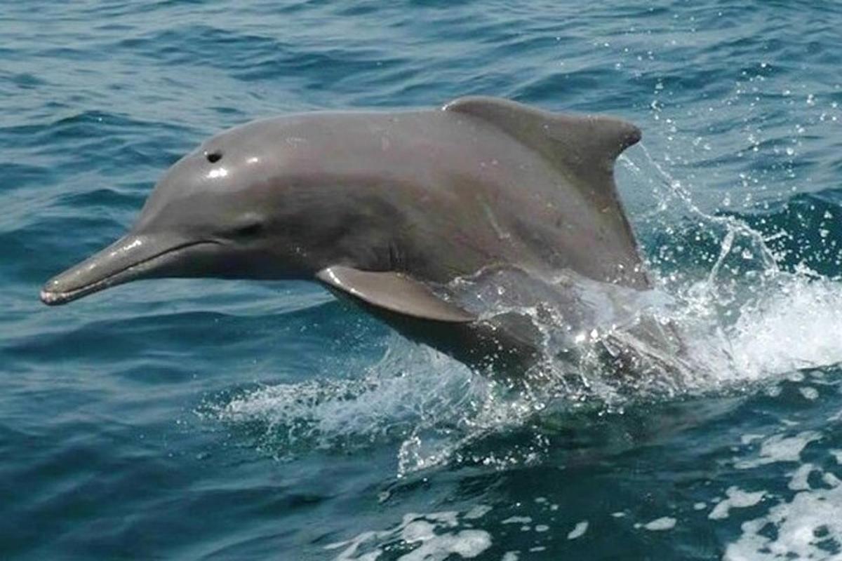 a dolphin jumping out of the water