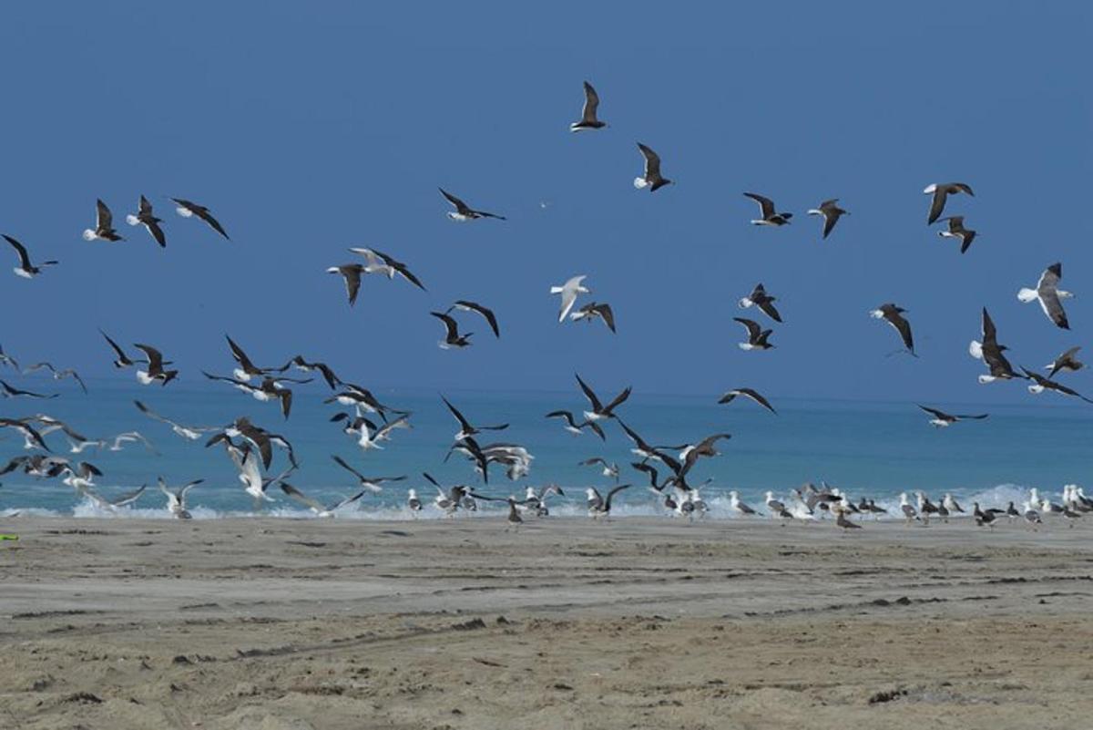 a flock of birds flying over a beach