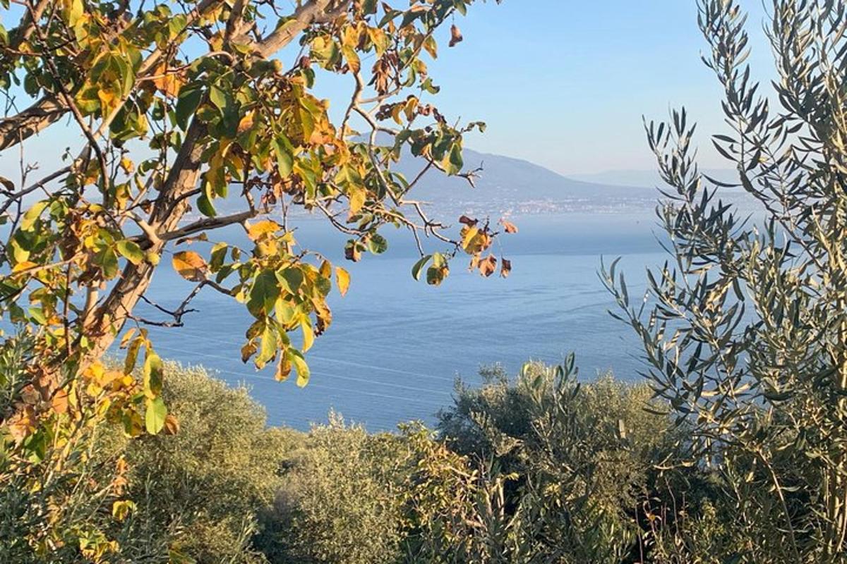 pogled na vodno telo z drevesa