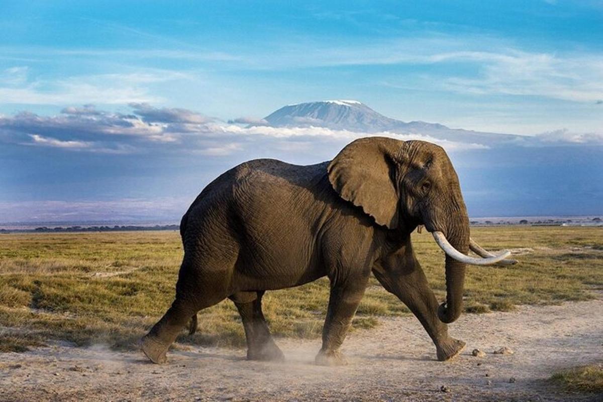 فيل يمشي عبر حقل مع جبل في الخلفية
