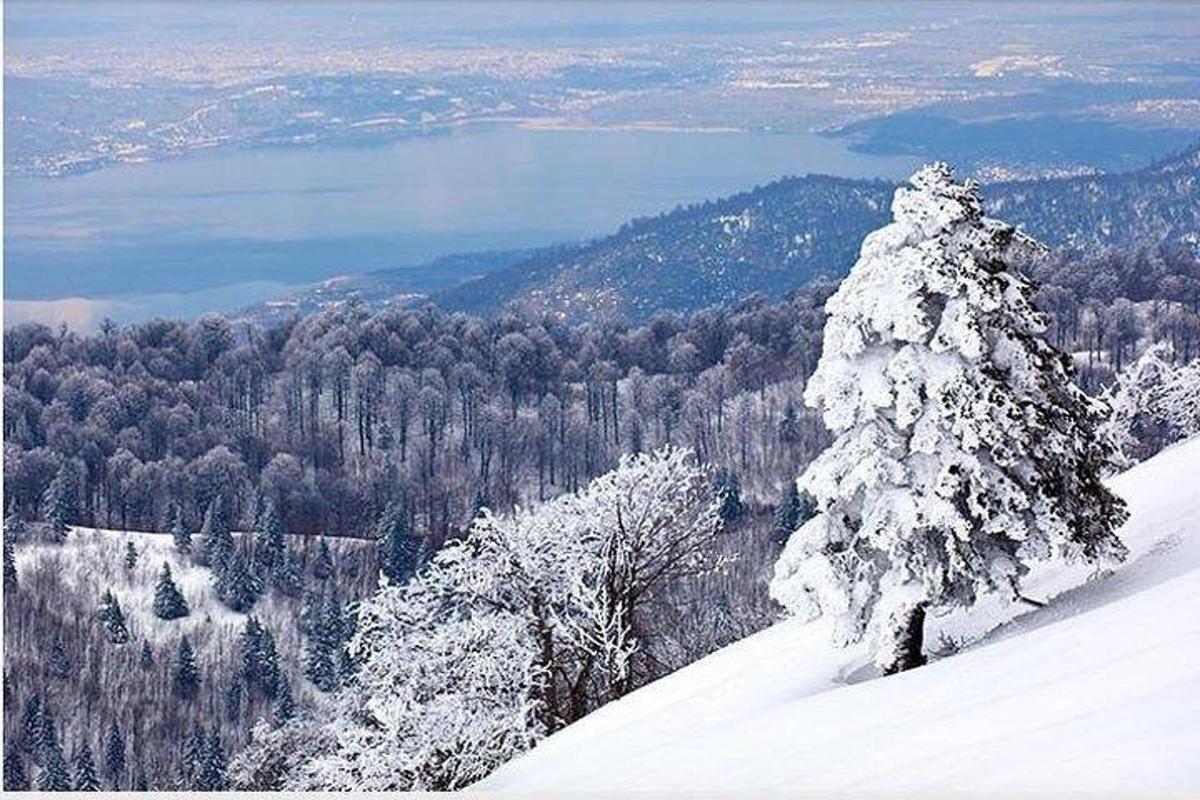ένα χιονισμένο δέντρο στην κορυφή ενός χιονισμένου βουνού