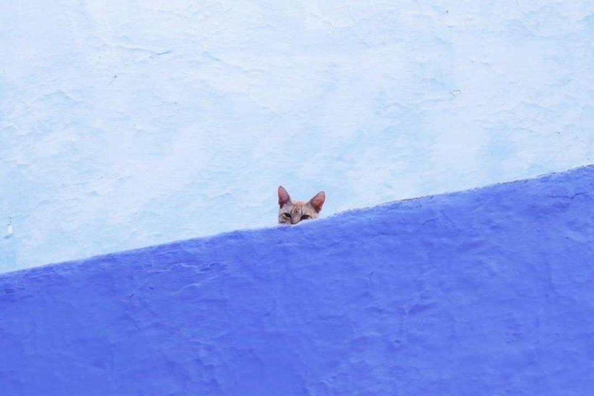 a cat peeking out from behind a blue wall
