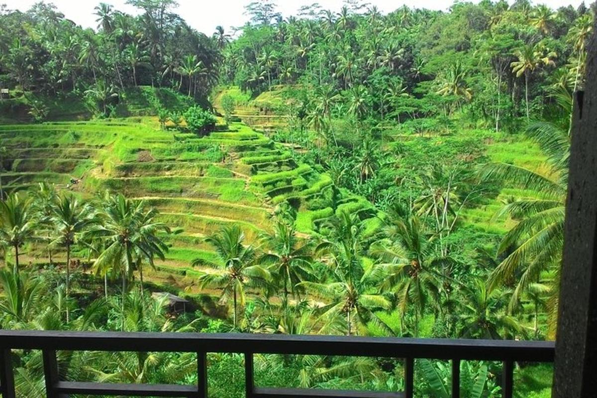 una vista di un lussureggiante campo verde con palme