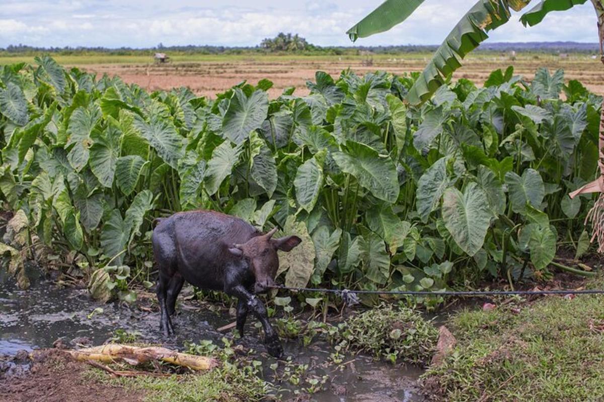 seekor sapi berjalan melalui ladang tanaman