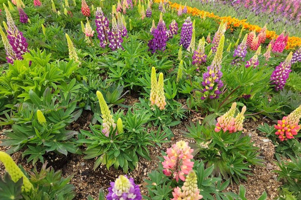 un mazzo di fiori colorati in un giardino