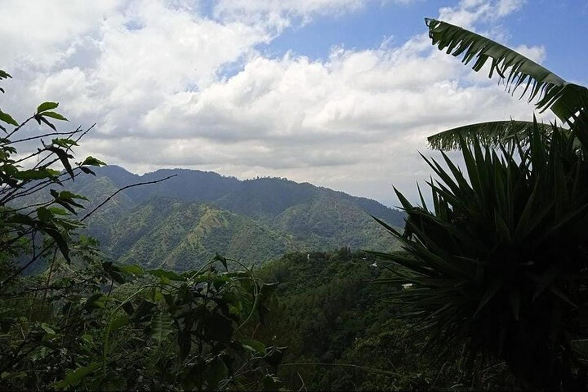una vista di una catena montuosa con una palma