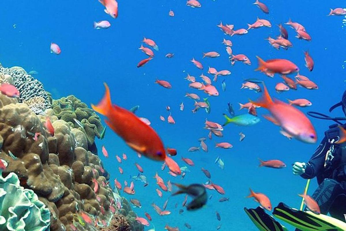 a man taking a picture of a coral reef with a school of fish