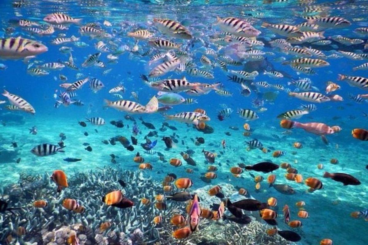 a school of fish in a coral reef