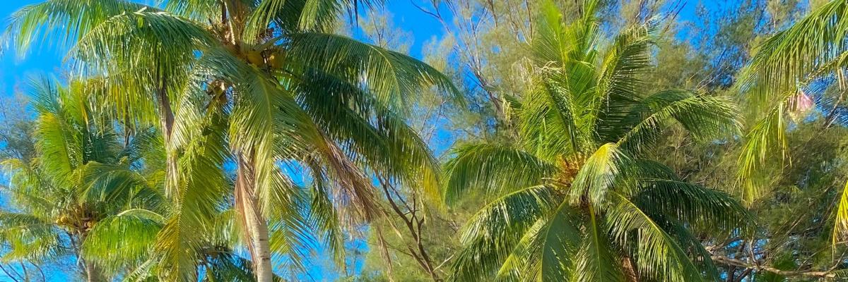 un gruppo di palme contro un cielo blu