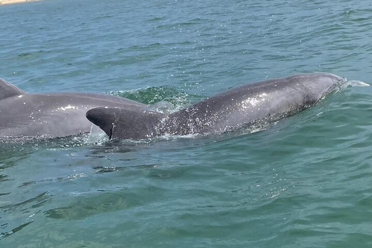 delfin pływa w wodzie