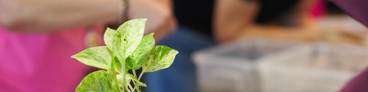 uma planta verde com pessoas ao fundo