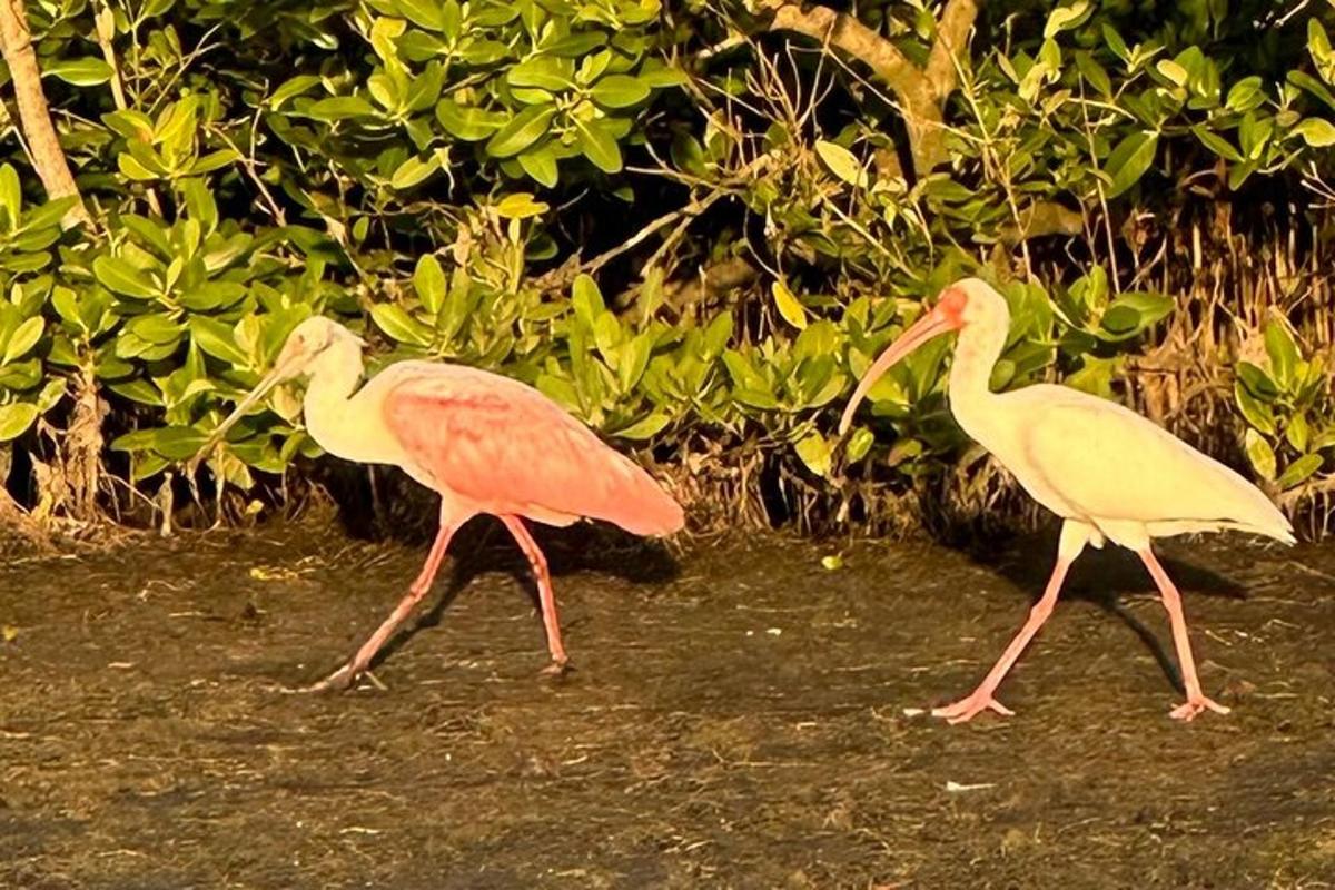 two pink birds walking on the ground