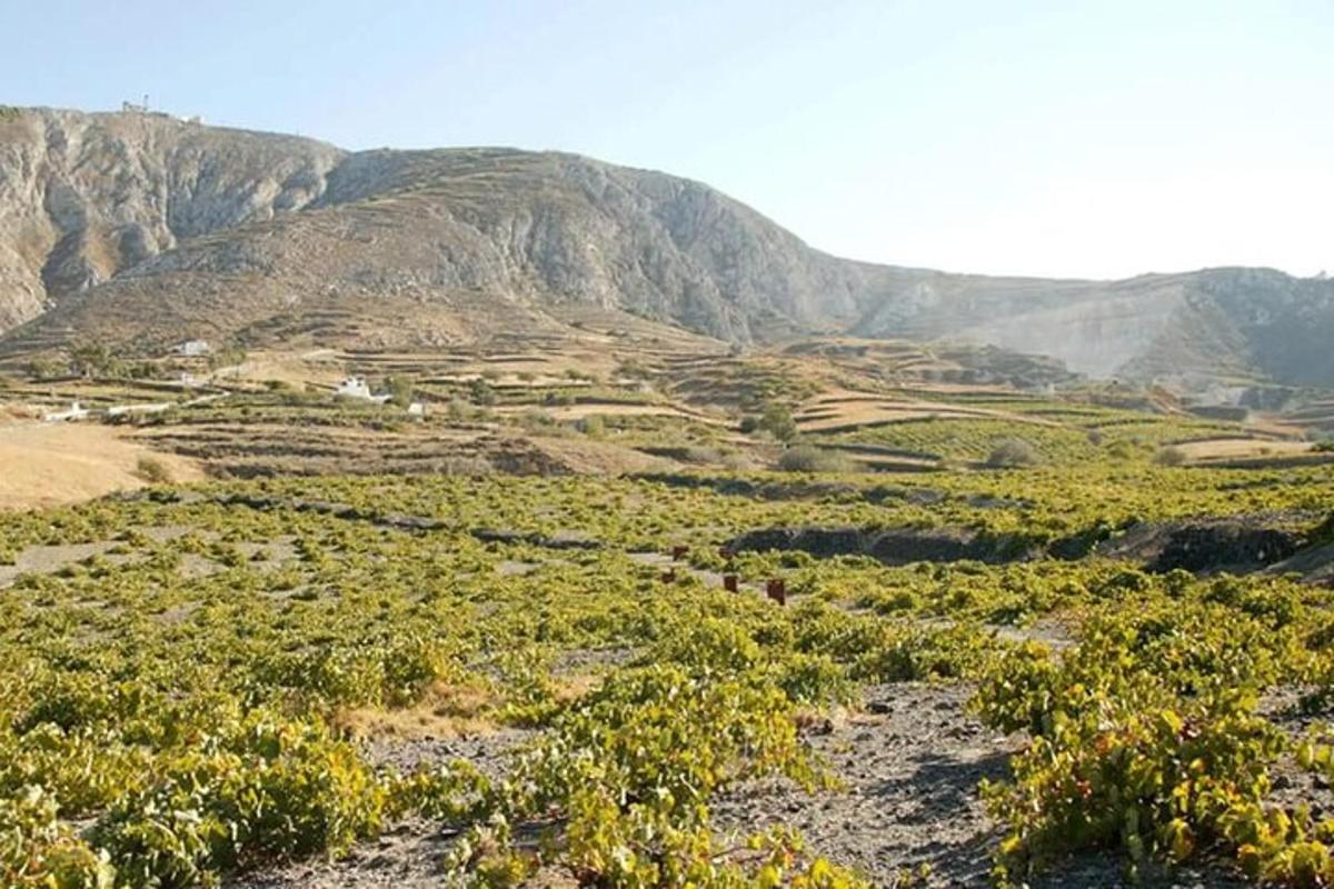pemandangan padang dengan latar belakang gunung