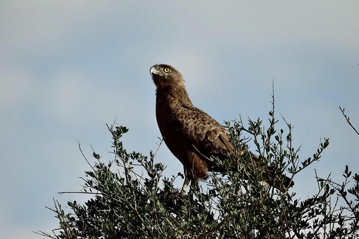 seekor burung hinggap di atas pokok