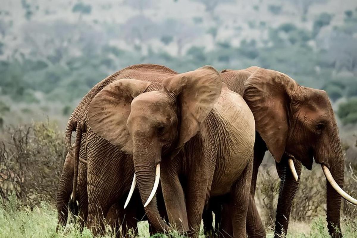 due elefanti in piedi uno accanto all'altro in un campo