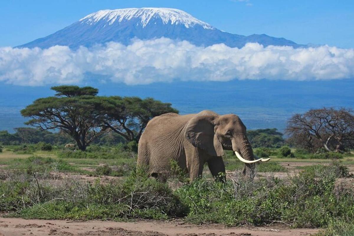un elefante che cammina in un campo con una montagna sullo sfondo