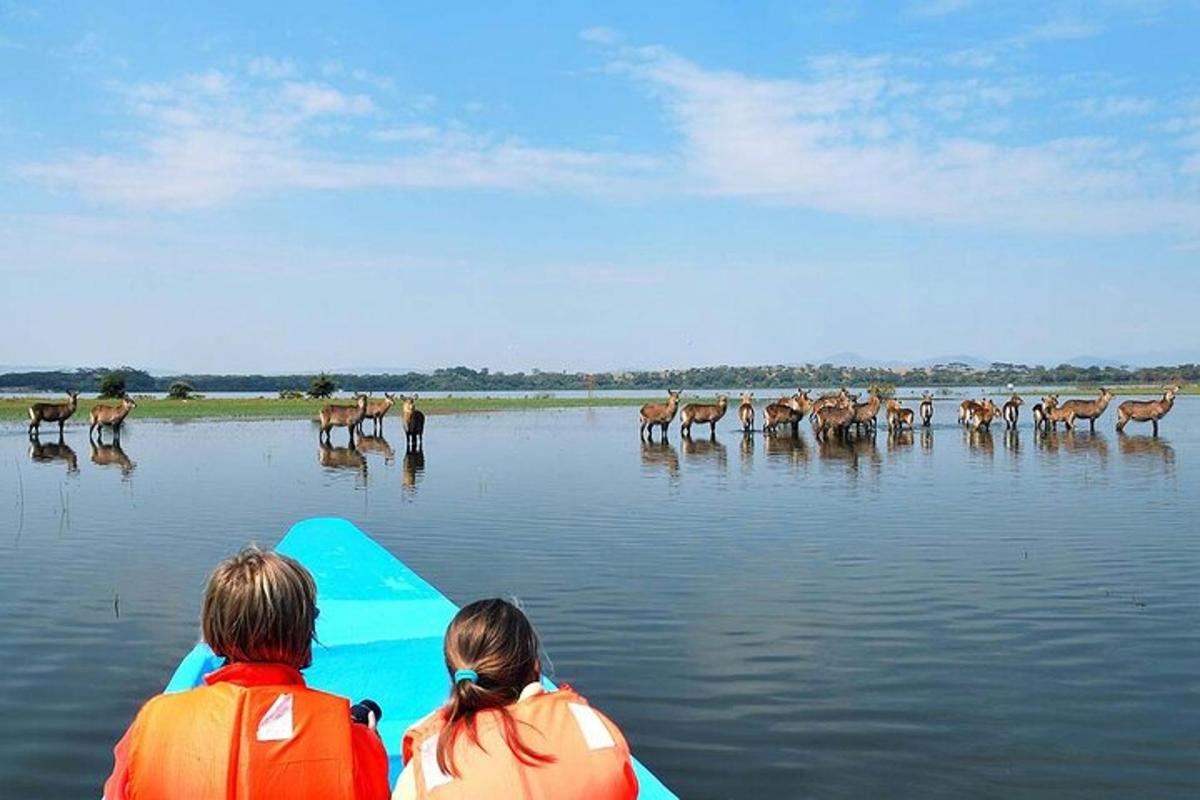 двоје људи на кајаку посматрају крдо јелена у води