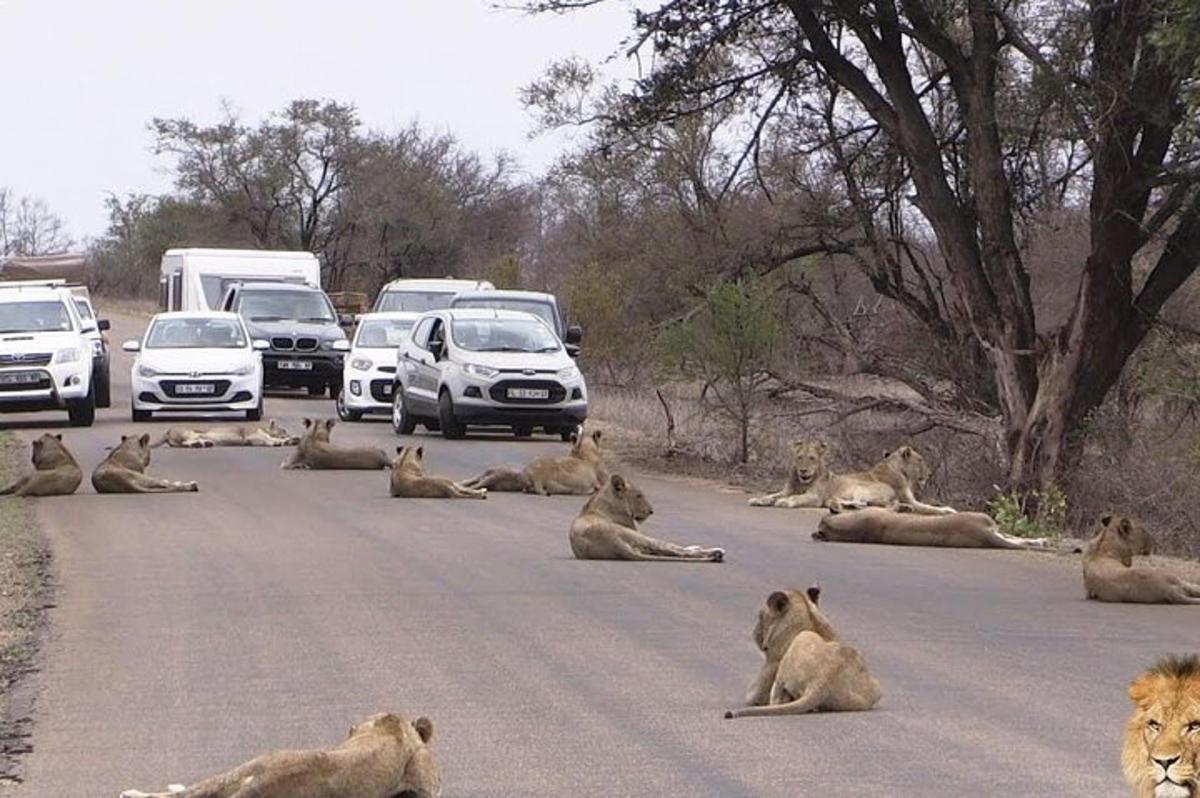 un gruppo di leoni sdraiati sulla strada con le auto