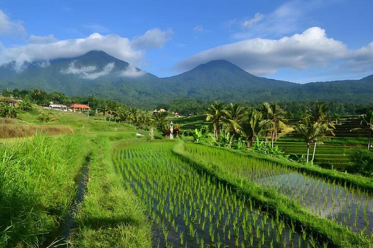 padang dengan pokok palma dan gunung di latar belakang