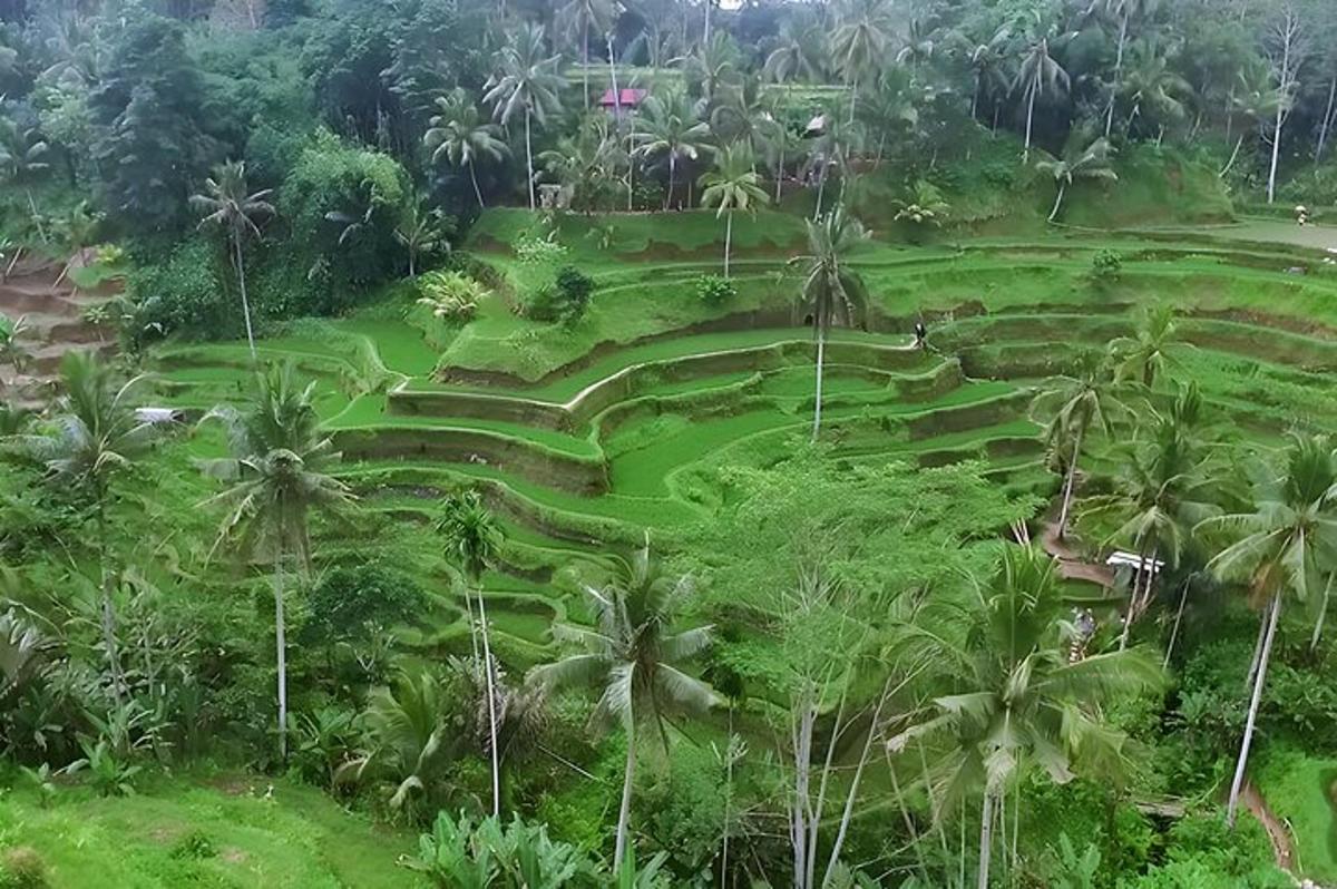 una vista aerea di un campo verde con palme