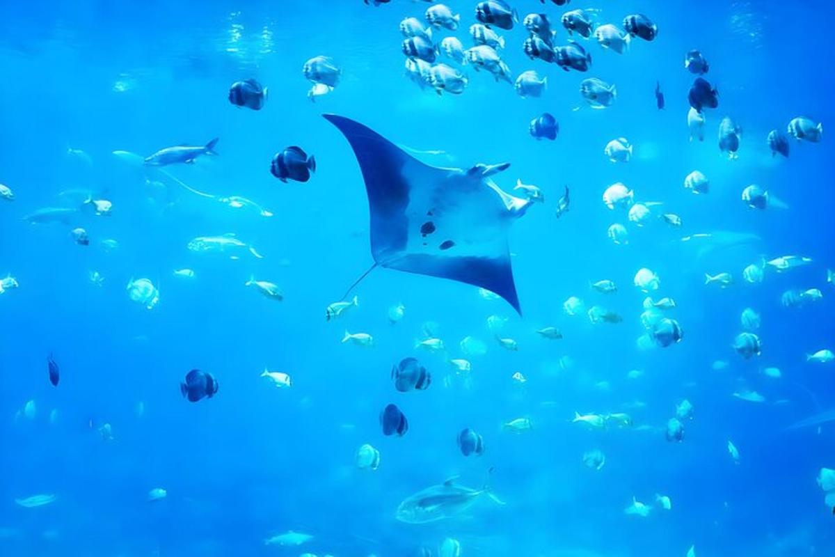 žralok plave v oceánu se skupinou ryb