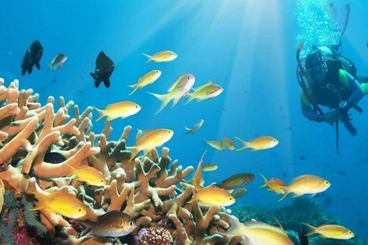 un subacqueo nuota sopra una barriera corallina con i pesci
