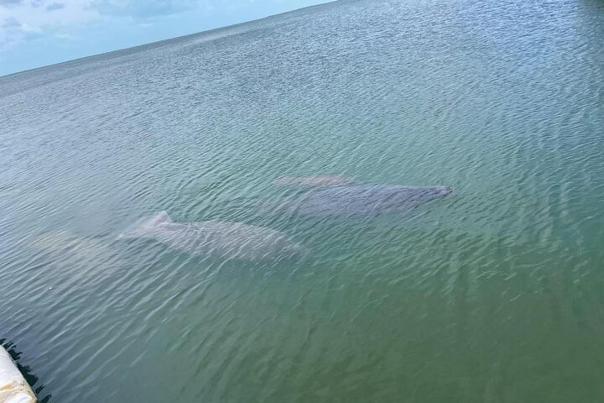 a group of three dolphins swimming in the water
