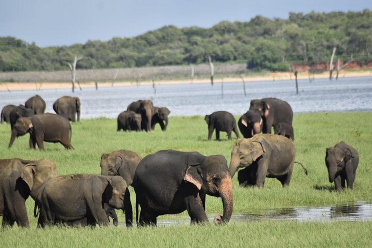 a herd of elephants standing in a field near water