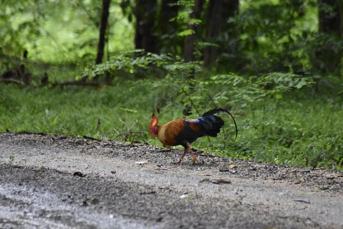 a peacock walking on the side of a road