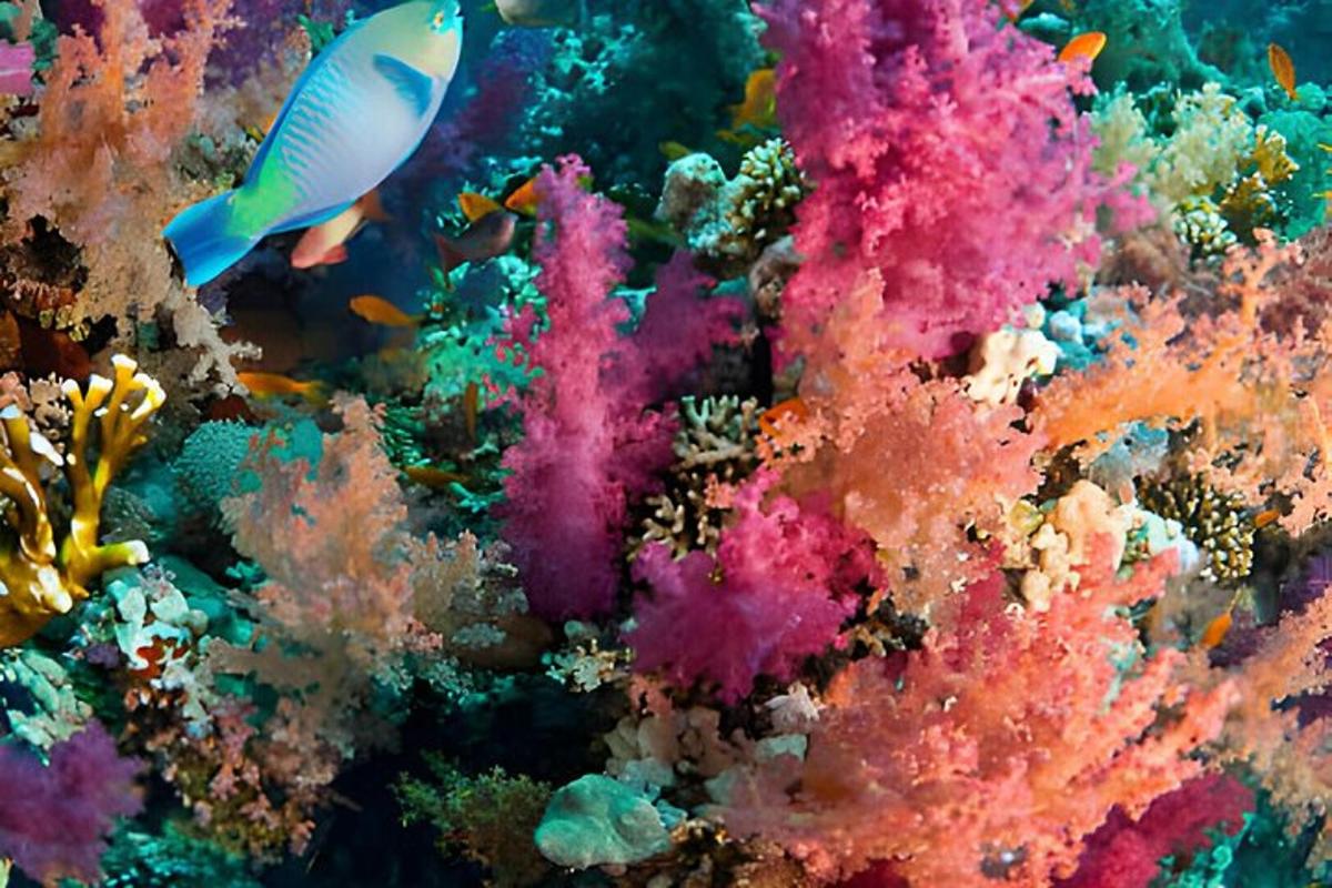 a colorful coral reef with a fish on it