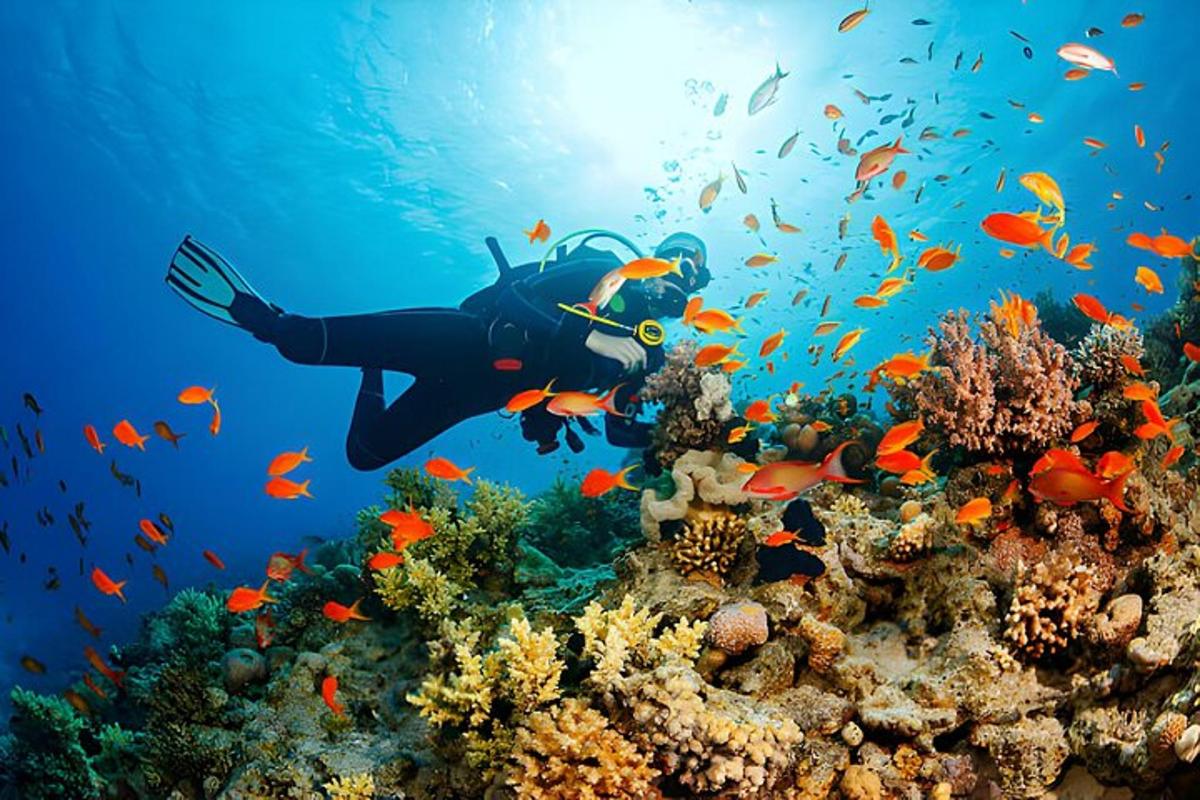 isang taong lumalangoy sa ibabaw ng coral reef na may kasamang isda