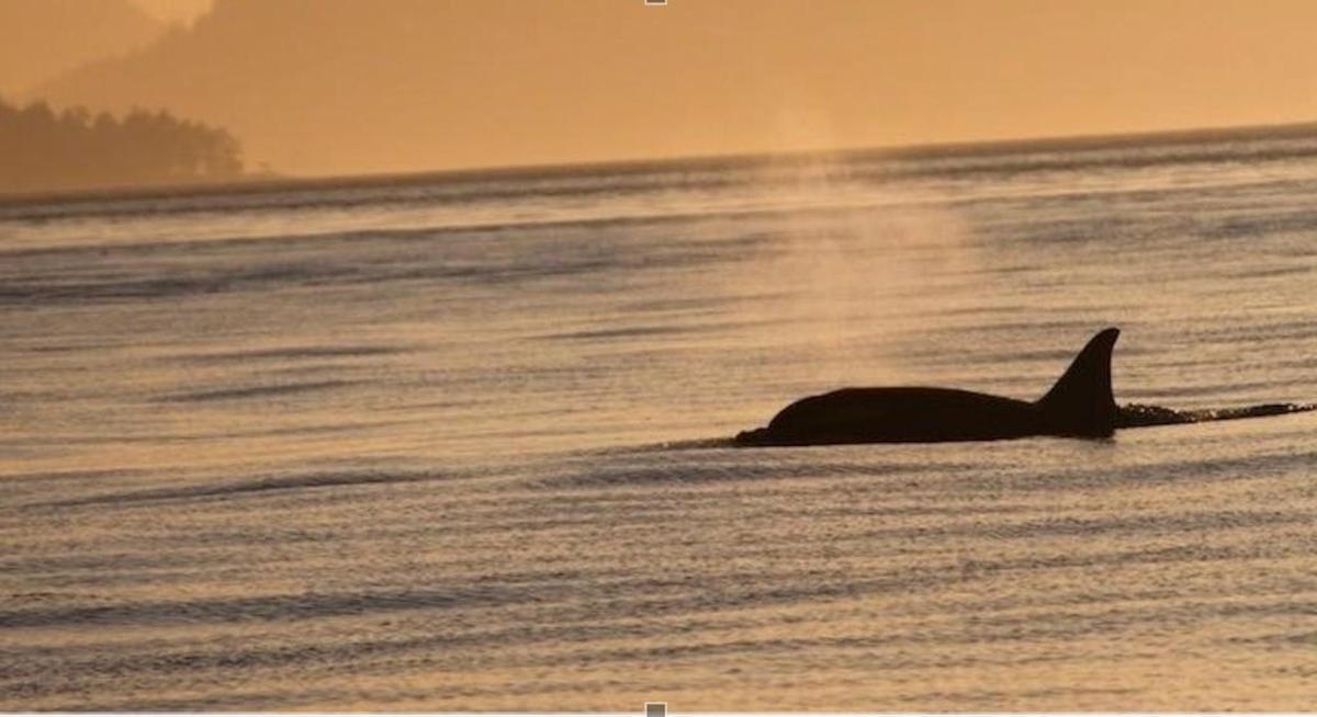 höfrungur syndir í vatninu við sólsetur