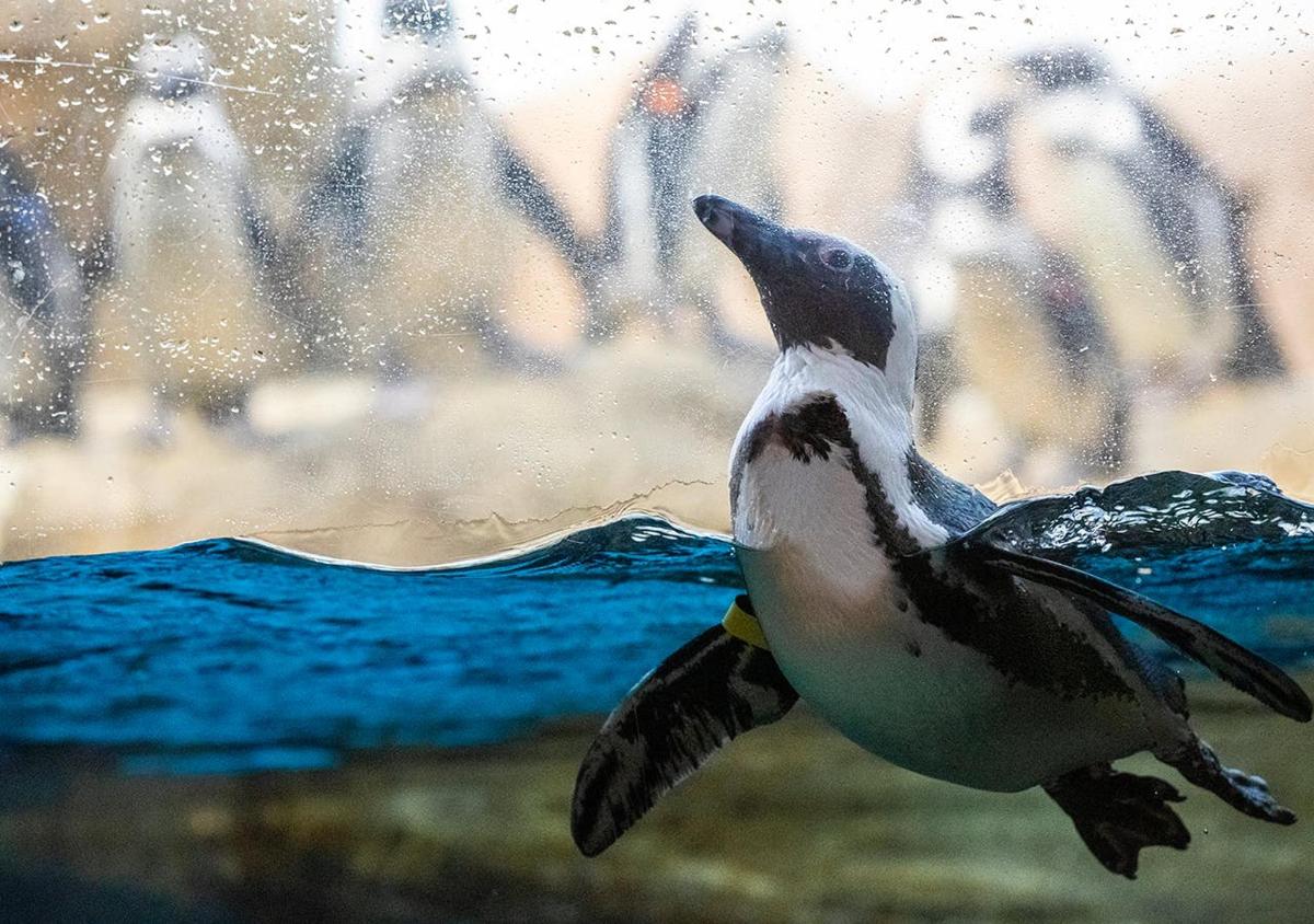 a penguin in the water in front of a fountain