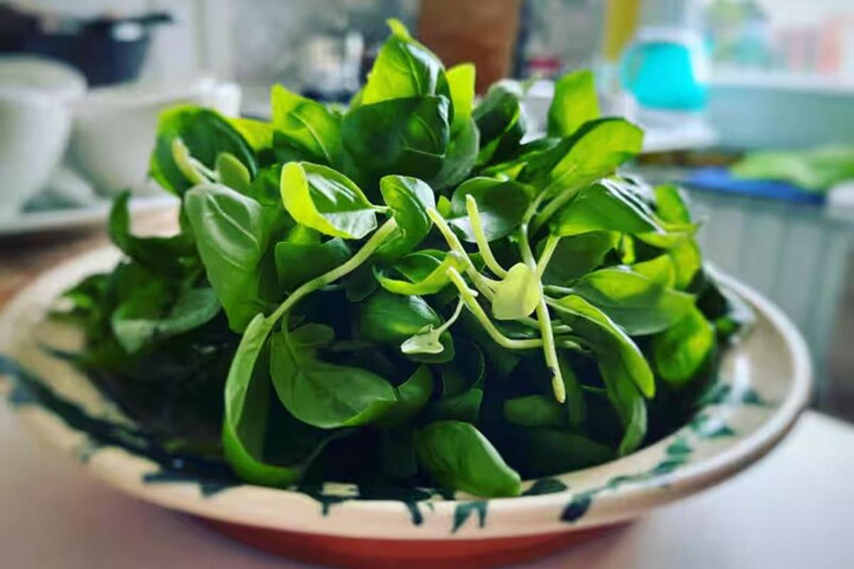 græn planta í skál á borði