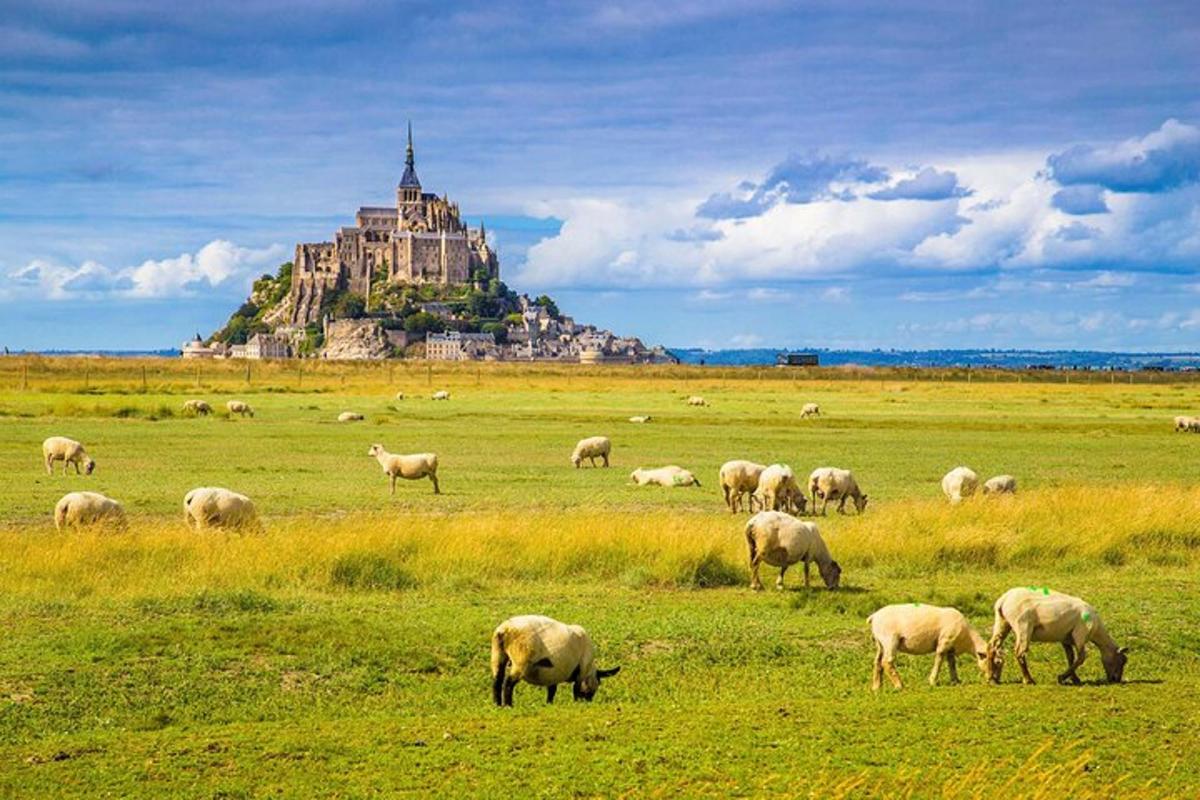 un gregge di pecore al pascolo in un campo con un castello