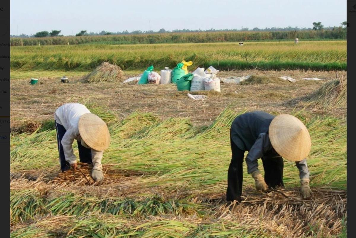 tre persone in un campo chinate per raccogliere i raccolti