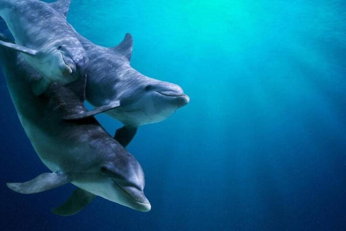 deux dauphins nageant ensemble dans l'eau