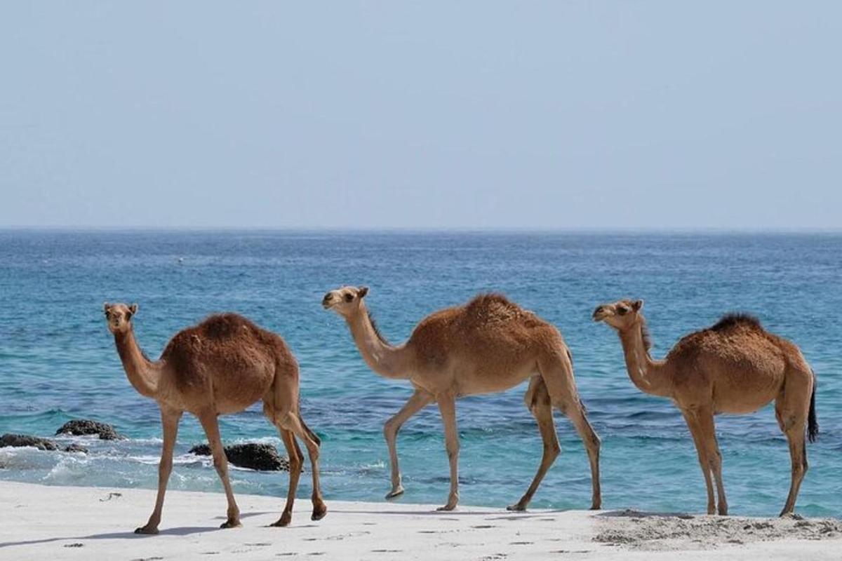 sekumpulan unta berdiri di pantai