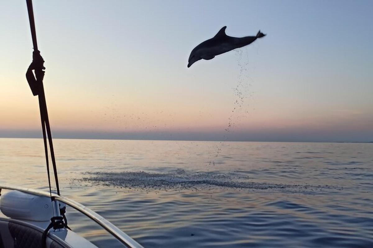 un delfino che salta fuori dall'acqua da una barca
