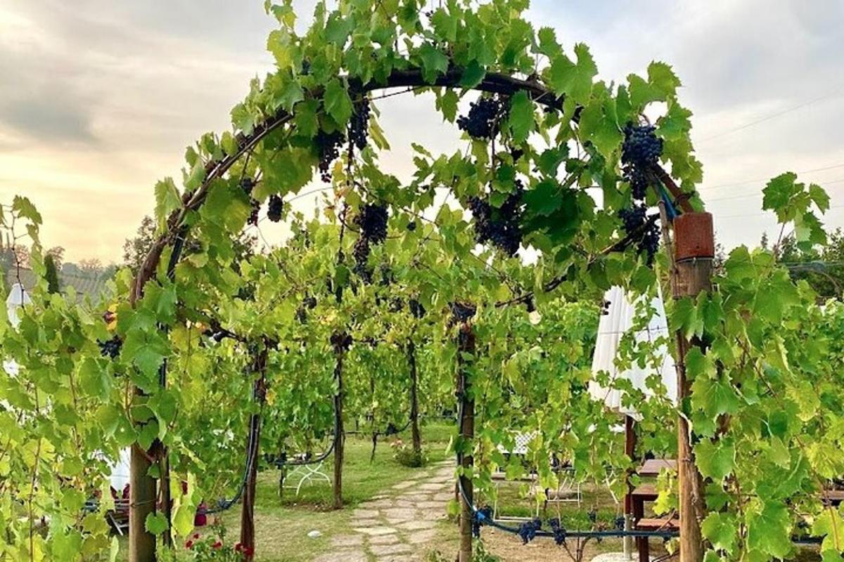 ein Weinberg mit einer Reihe grüner Weintrauben