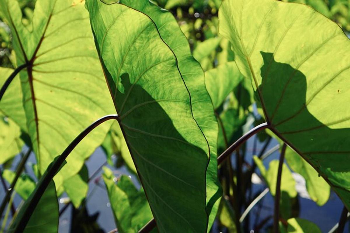 close up daun hijau tumbuhan