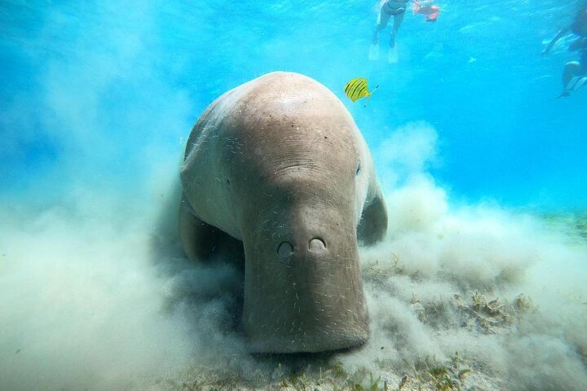 una foca che nuota nell'oceano nell'acqua