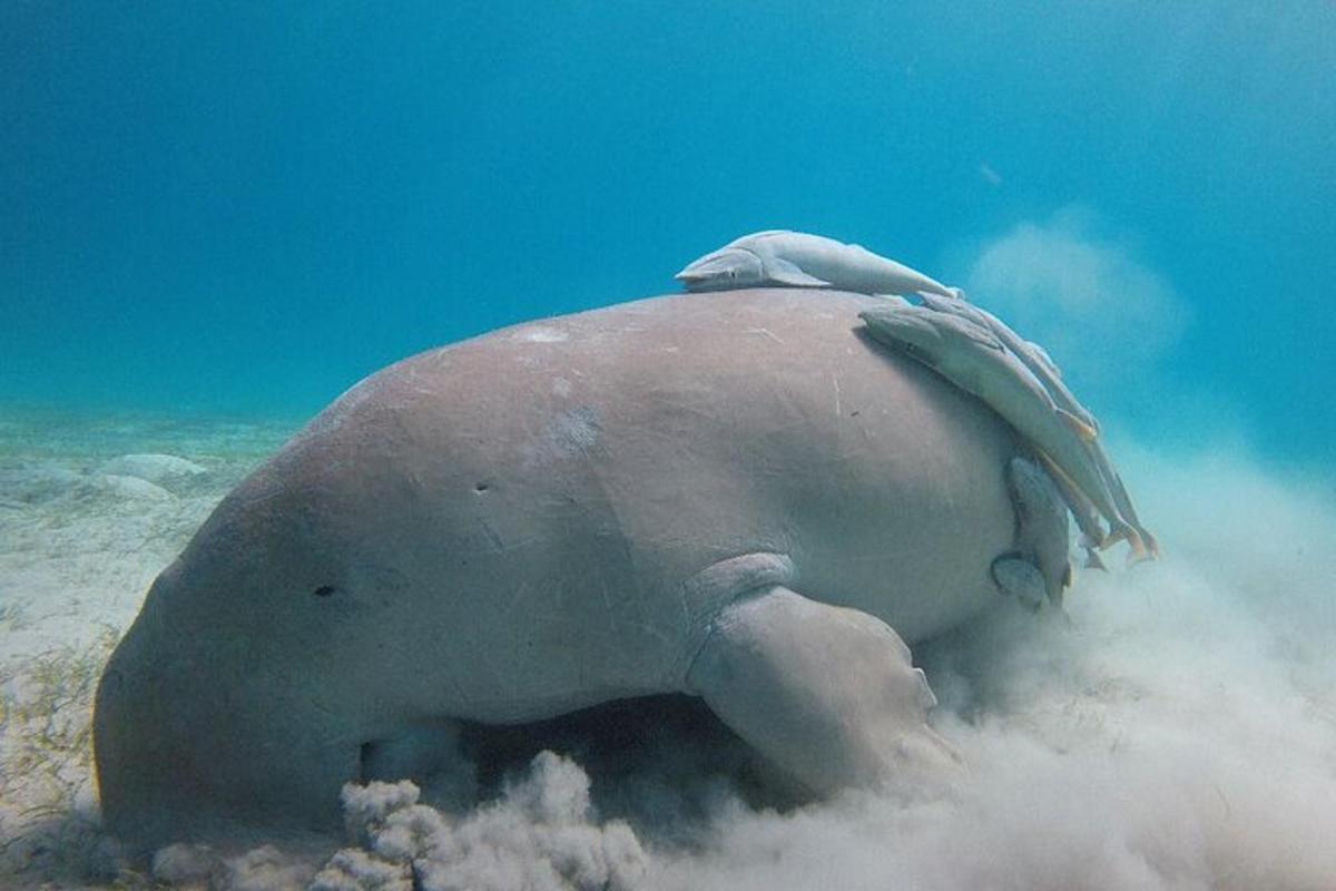 una foca è sdraiata a terra nell'acqua